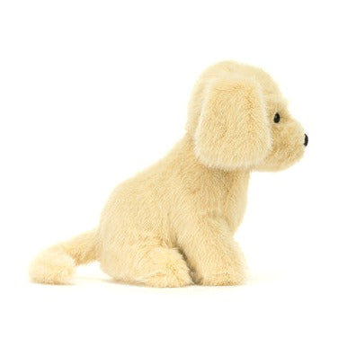 Golden Puppy